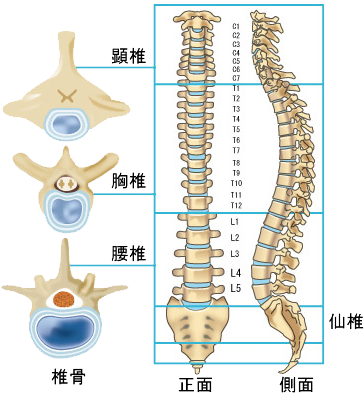 当院の脊椎専門外来について｜脊椎センター